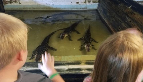 Two children observe alligators in a tank, with one child reaching out to touch the glass.