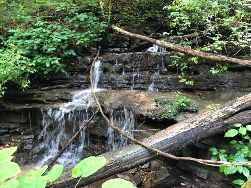 A serene waterfall cascades over rocks, surrounded by lush green foliage and fallen branches.