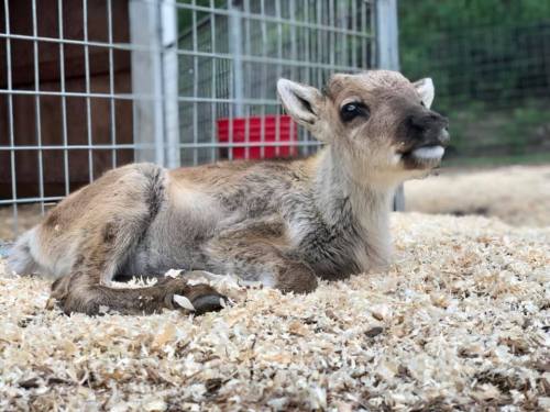 A young reindeer lying on straw bedding inside a fenced area, looking curiously at the camera.