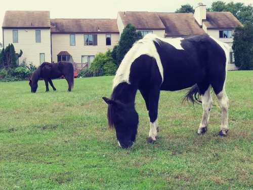 Two horses grazing in a grassy field with houses in the background. One horse is black and white, the other is solid black.