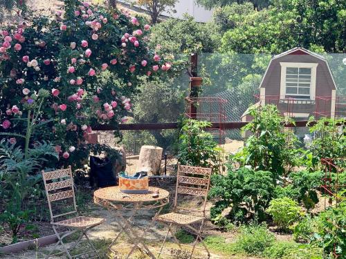 A sunny garden with pink roses, a small table and chairs, and a black cat among lush greenery and plants.