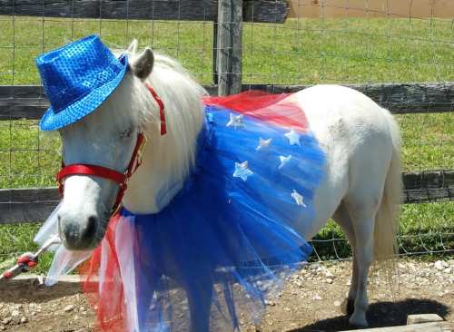 A small white pony wearing a blue hat and a red, white, and blue tulle costume with stars.