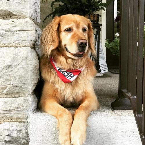 A golden retriever wearing a red and white bandana sits on a step, looking content in a charming outdoor setting.