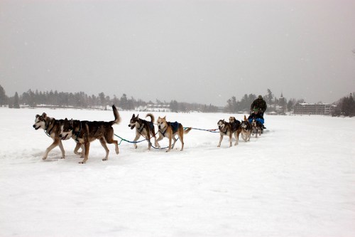 A team of sled dogs pulls a sled across a snowy landscape, with trees and buildings in the background.