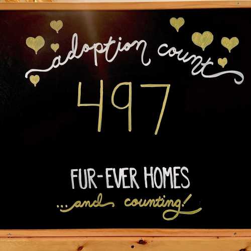 Chalkboard sign displaying "Adoption Count: 497" and "Fur-ever homes... and counting!" in colorful lettering.