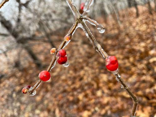 A close-up of a branch with red berries coated in ice, surrounded by blurred brown leaves in a winter landscape.