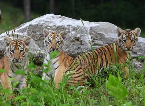 Three young tigers playfully explore their natural habitat near a large rock, surrounded by lush green grass.