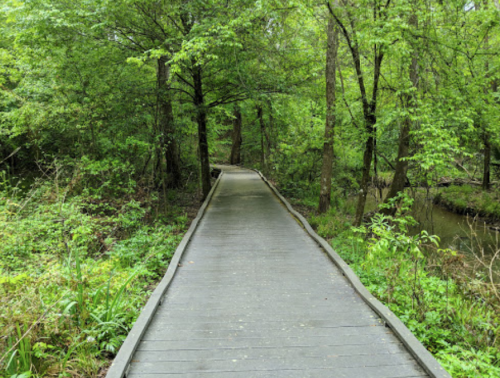 A wooden boardwalk winding through a lush green forest with trees and foliage on either side.