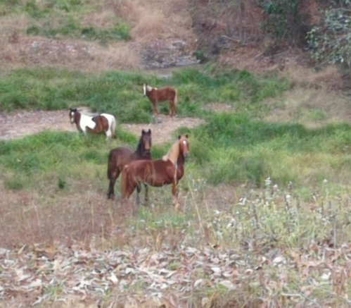 A group of horses grazing in a grassy area surrounded by trees and dry foliage.