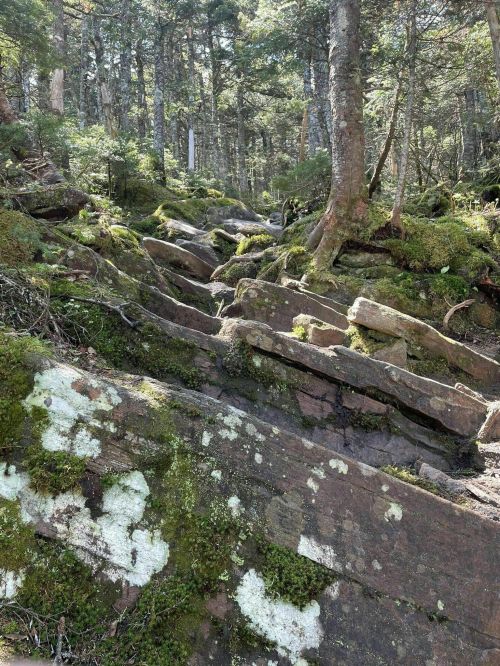 A forest scene with moss-covered rocks and trees, creating a lush, green environment.