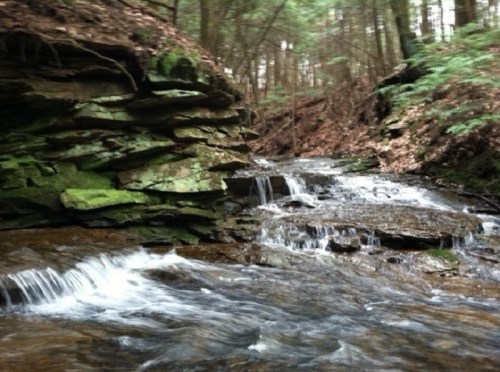 A serene stream flows over rocky terrain, surrounded by lush green trees and earthy foliage.