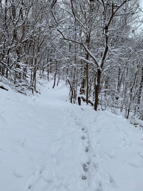 A snowy forest path with footprints leading through trees covered in fresh snow.