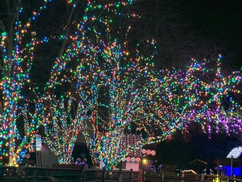 Colorful holiday lights adorn trees at night, creating a festive and vibrant atmosphere.