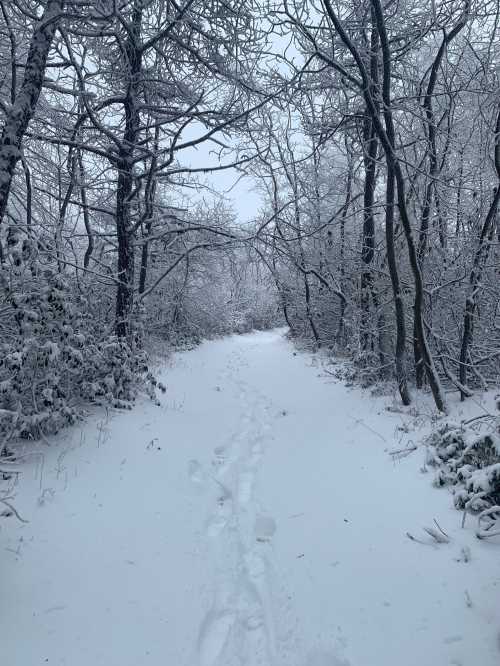 A snowy path winding through a forest, surrounded by trees covered in fresh snow.