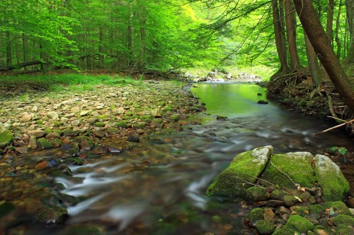 A serene forest scene featuring a gently flowing stream surrounded by lush green trees and smooth stones.