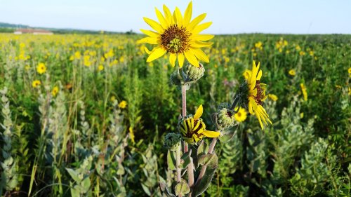 A close-up of a vibrant yellow sunflower amidst a field of blooming sunflowers under a clear blue sky.