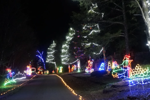 A festive pathway lined with colorful Christmas lights and illuminated trees at night.