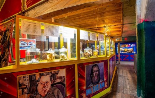 A colorful display of curiosities and exhibits in a quirky museum, featuring glass cases and vibrant murals.