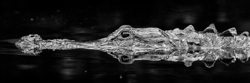 A close-up of a crocodile's head partially submerged in water, captured in black and white with reflections.