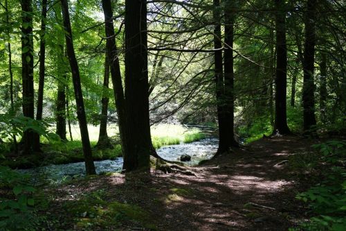 A serene forest scene with tall trees, dappled sunlight, and a winding stream visible in the background.