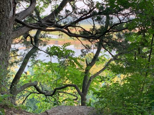 A serene view through trees, showcasing a calm lake surrounded by greenery and distant fields.