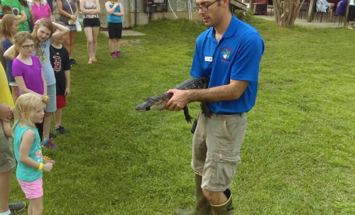 A man in a blue shirt holds a small alligator while a group of children watches in a grassy area.