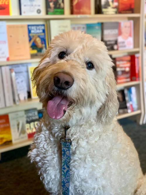 A fluffy, light-colored dog with a happy expression sits in front of a bookshelf filled with various books.