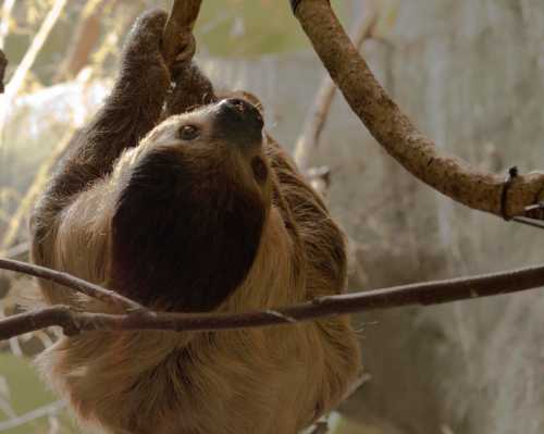 A sloth hanging upside down from a branch, with a soft focus background of greenery.