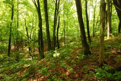 Lush green forest with tall trees and a carpet of leaves on the ground, creating a serene natural atmosphere.