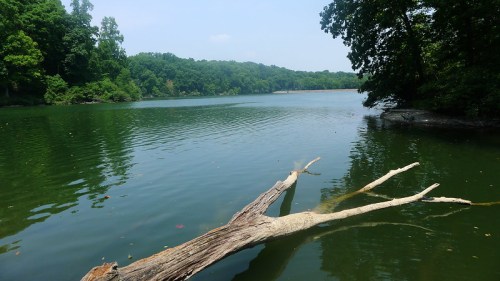 A serene lake surrounded by lush greenery, with a fallen tree trunk partially submerged in the calm water.