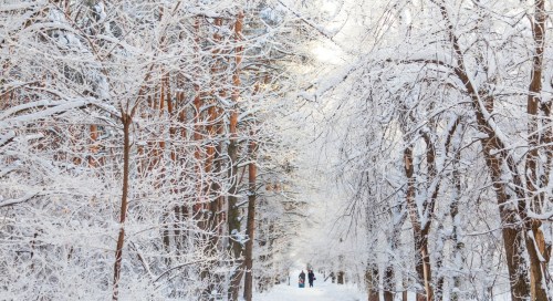 A snowy forest path lined with frosted trees, creating a serene winter landscape.