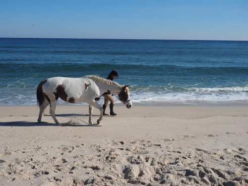 A person walks a horse along a sandy beach with calm waves and clear blue skies in the background.