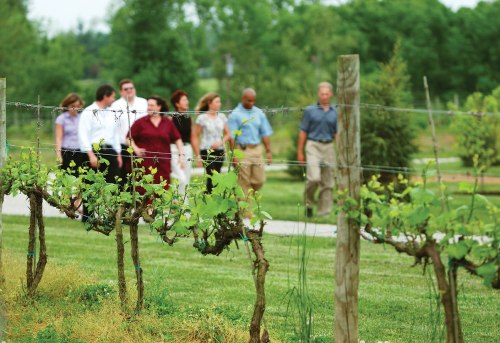A group of people walking through a vineyard, with lush greenery and grapevines in the foreground.