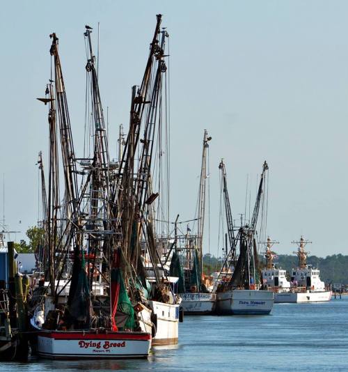 Fishing boats docked at a harbor, with tall masts and nets, under a clear blue sky.
