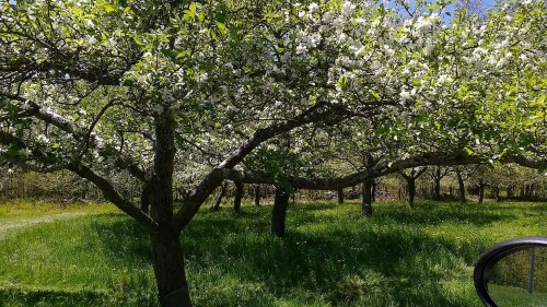 Blossoming apple trees in a lush green orchard under a clear blue sky.