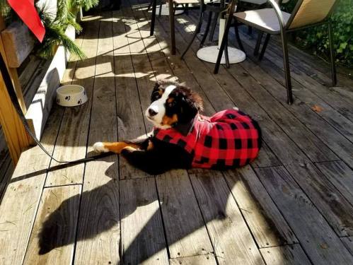 A dog in a red plaid coat lies on a wooden deck, with shadows and outdoor furniture in the background.