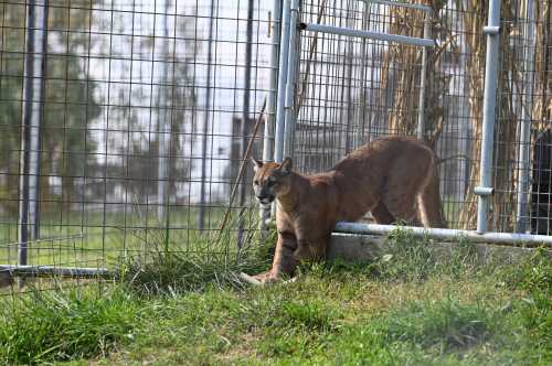 A puma stretches near a fence in a grassy enclosure, showcasing its sleek body and alert expression.