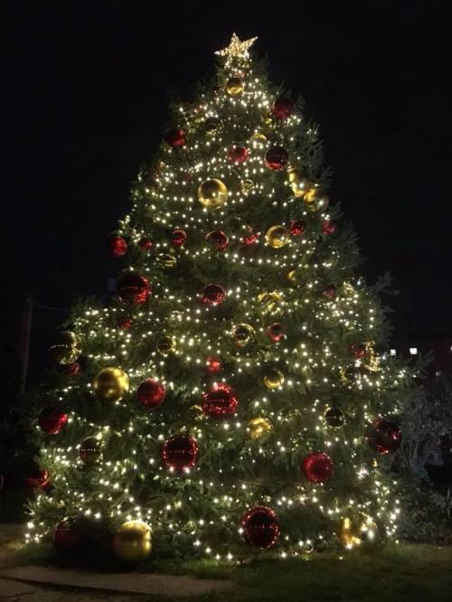 A beautifully lit Christmas tree adorned with red and gold ornaments, glowing against a dark night sky.