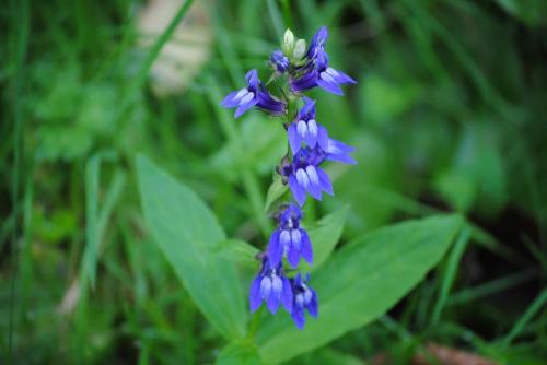 A cluster of vibrant blue flowers with green leaves, set against a blurred green background.