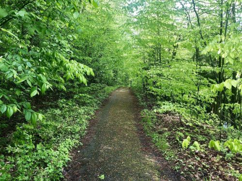 A serene forest path surrounded by lush green trees and foliage, inviting exploration and tranquility.