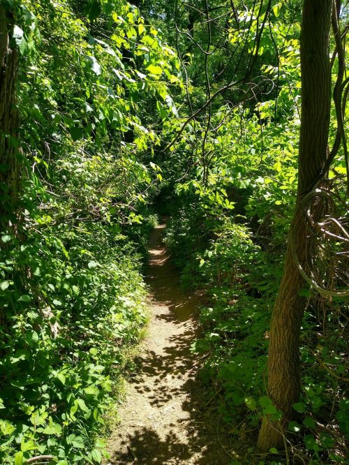 A narrow dirt path winding through lush green foliage and trees in a sunlit forest.
