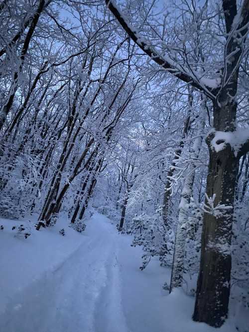 A snowy path winds through a forest of trees covered in fresh snow, creating a serene winter landscape.