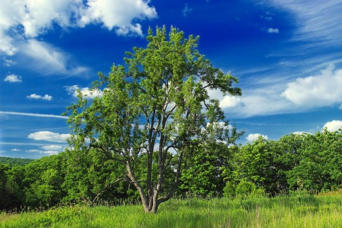 A lush green tree stands in a vibrant field under a bright blue sky with fluffy white clouds.