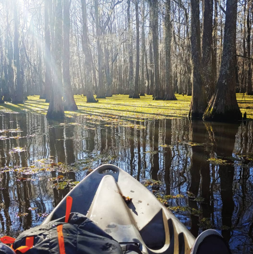 A kayak glides through a serene, sunlit swamp with tall trees and reflections on the water's surface.