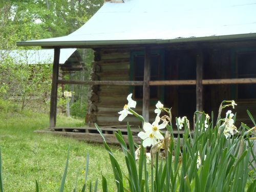 A rustic log cabin with a green roof, surrounded by blooming white flowers and lush greenery.