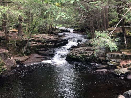 A serene forest scene featuring a flowing stream cascading over rocks, surrounded by lush greenery.
