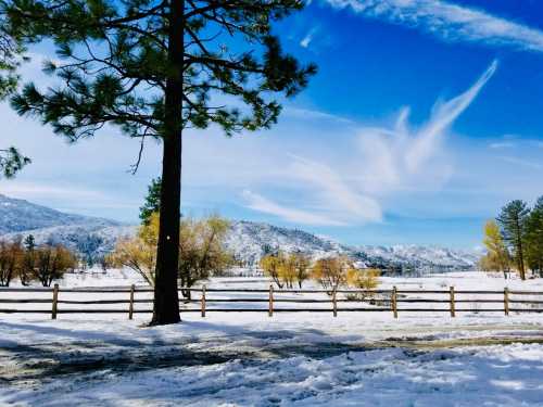 A snowy landscape with a wooden fence, tall trees, and a bright blue sky with wispy clouds.