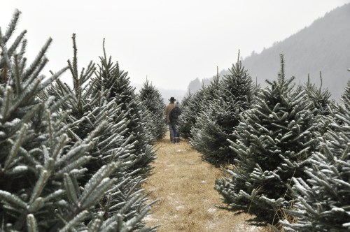 A person stands among snow-dusted evergreen trees in a winter landscape, with mountains in the background.