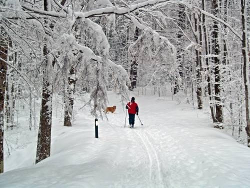 A person in a red jacket skis through a snowy forest, accompanied by a golden dog. Snow-covered trees surround them.