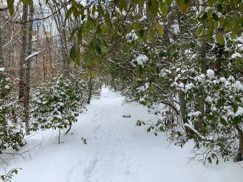 A snowy path winding through a forest, surrounded by trees and greenery, with fresh snow covering the ground.